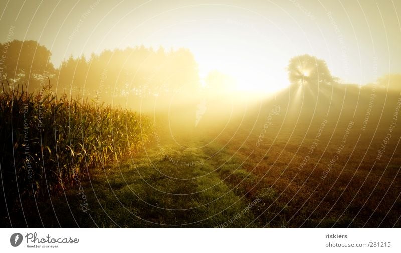 golden light Environment Nature Landscape Sun Sunrise Sunset Sunlight Summer Autumn Fog Flower Meadow Field Idyll Dream Maize field Colour photo Exterior shot