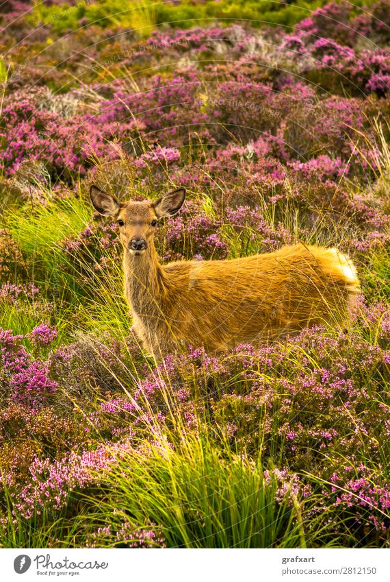 Young stag in picturesque landscape in Scotland Baby Flower Loneliness Great Britain Heather family Highlands Deer Fawn Hunting Baby animal Landscape Nature