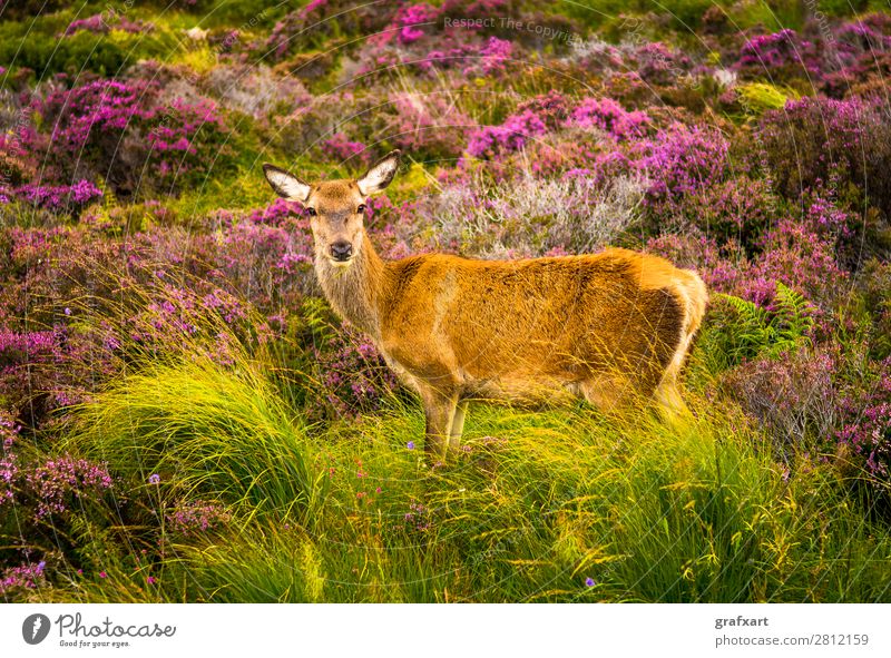 Deer cow in the Highlands of Scotland biodiversity Flower Great Britain habitat Heather family Hind Hunting Landscape Picturesque Sustainability Nature