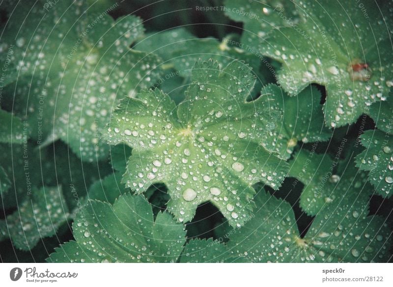 Leaf in the rain Rain Macro (Extreme close-up) Drops of water