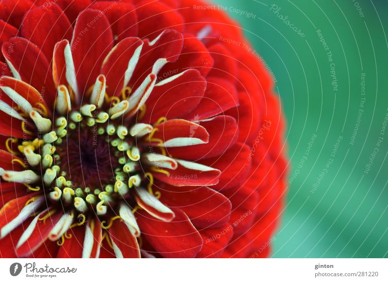 Red Blossom of a Zinnie Nature Plant Summer Flower Leaf Exotic Colour photo Multicoloured Exterior shot Close-up Detail Macro (Extreme close-up) Day