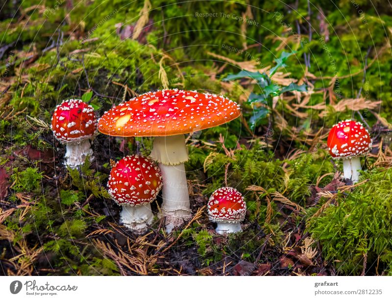 Group with toadstools on mossy forest soil Amanita mushroom Eating Dangerous Risk Spotted Poison Happy Good luck charm Intoxicant Hat cap Fairy tale Moss Nature