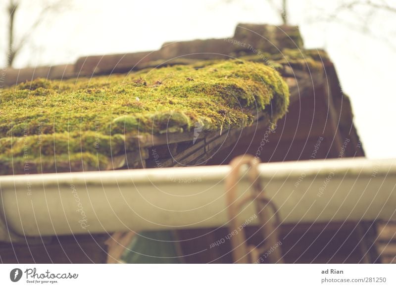 moss village Nature Cloudless sky Autumn Bushes Moss Park Old town Roof Eaves Wet Natural Growth Colour photo Exterior shot Worm's-eye view