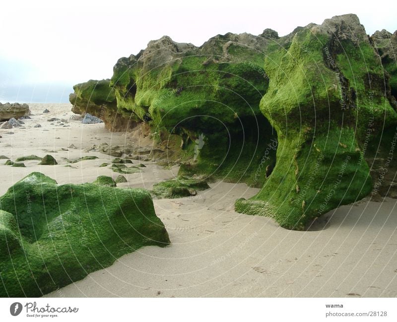 Green Stones Algae Ocean Portugal Low tide Rock