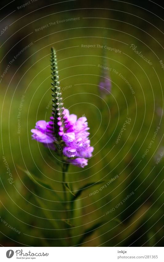 green lilac Plant Summer Flower Leaf Blossom Blossoming Faded Growth Fragrance Thin Long Natural Beautiful Green Violet Black Nature Transience Change