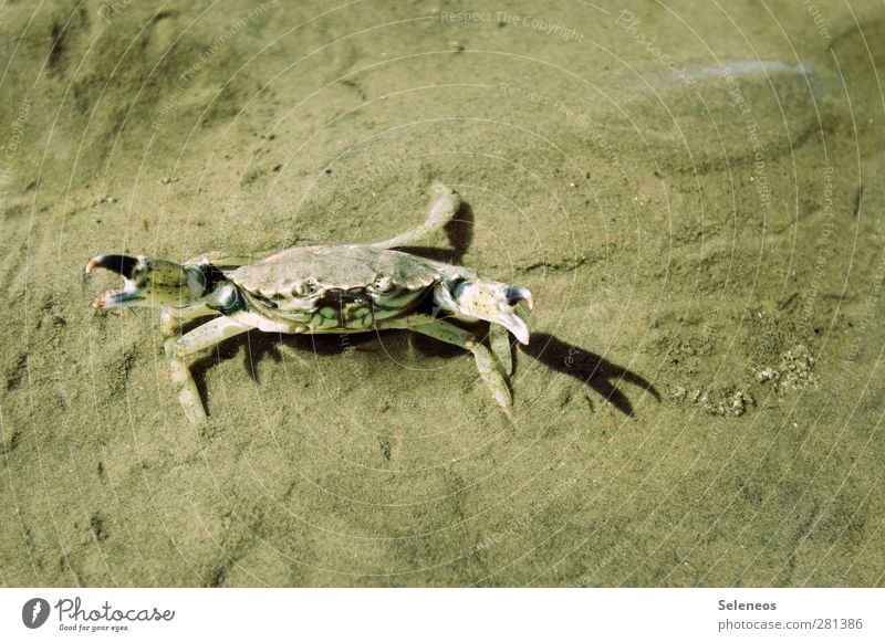 Stress? Vacation & Travel Adventure Environment Nature Water Coast Beach Animal Shellfish 1 Natural Aggravation Grouchy Animosity Sand Colour photo