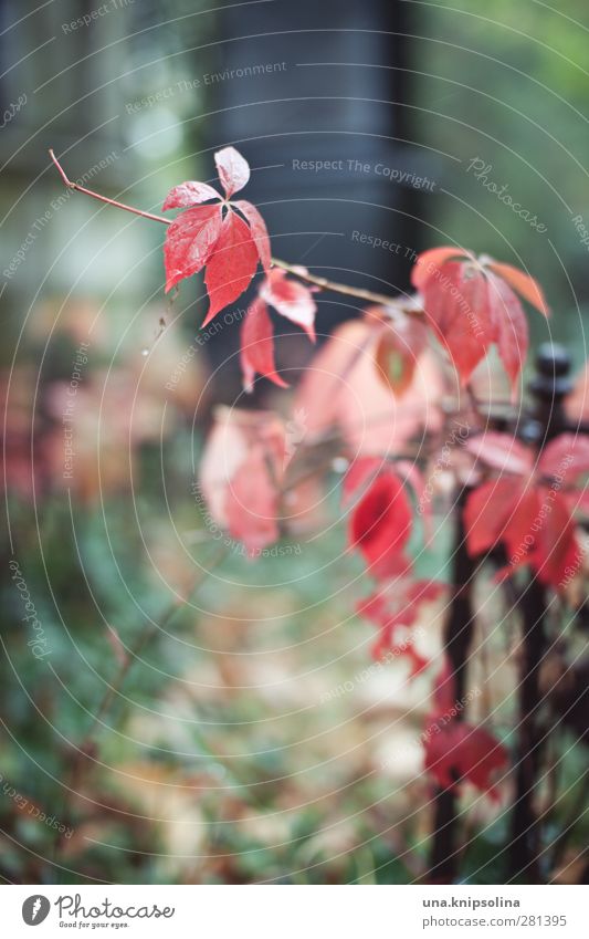 Death, that must be a Viennese. Nature Drops of water Autumn Bad weather Rain Plant Leaf Vine leaf Garden Park Cemetery Wet Natural Red Dyeing Autumn leaves