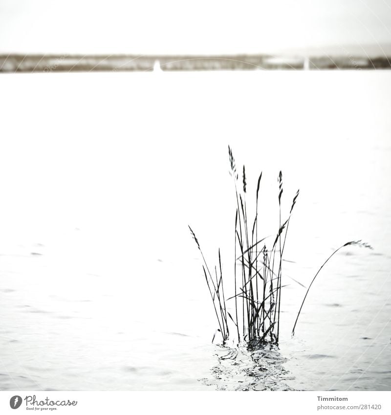 ...go. Trip Environment Nature Water Plant Lakeside Looking Dark Gray Black White Emotions Calm Coast Lake Constance Colour photo Subdued colour Exterior shot