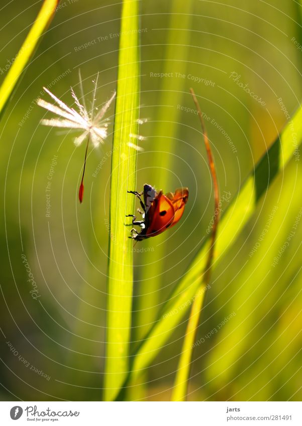 breakup Environment Nature Plant Animal Summer Grass Blossom Meadow Wild animal Beetle 1 Flying Walking Idyll Calm Dandelion Ladybird Colour photo Multicoloured