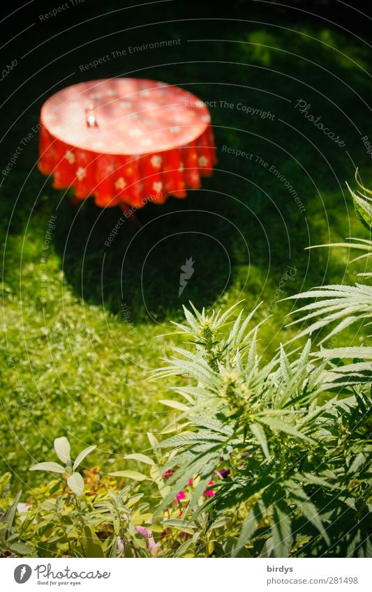 in the herb garden Garden Garden table Summer Hemp Sage Meadow Illuminate Growth Authentic Original Round Beautiful Green Red Idyll Nature Calm Tablecloth