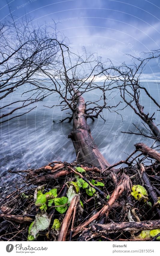 land seizure Nature Landscape Sky Clouds Autumn Weather Tree Coast Baltic Sea Blue Brown Green Tree trunk Horizon Log Beach Branch Colour photo Subdued colour