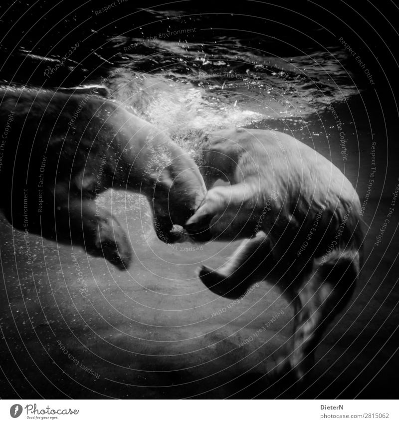 turmoil Animal Zoo Polar Bear 2 Gray Black White Underwater aquarium Underwater photo Black & white photo Exterior shot Deserted Copy Space top