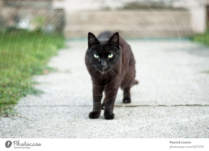 strays Animal Wild animal Cat 1 Esthetic Exceptional Dark Elegant Brash Friendliness Beautiful Curiosity Cute Moody Black Prowl Stand Lanes & trails Entrance