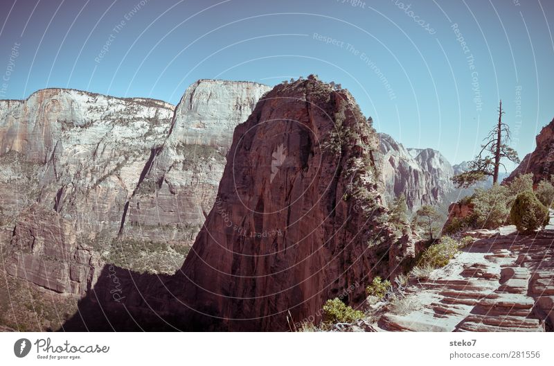 Angels Landing Cloudless sky Beautiful weather Flower Mountain Peak Tall Blue Brown Green Far-off places Zion Canyon Mountain ridge Steep Steep face