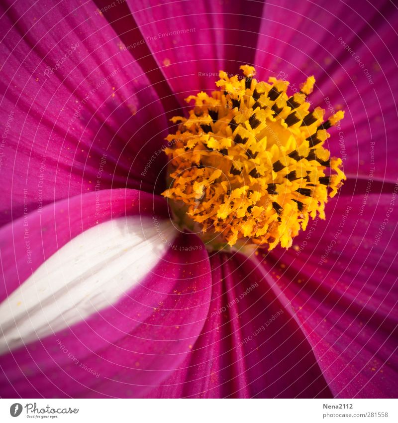 The magic of nature Nature Plant Summer Flower Blossom Yellow Pink White Exceptional Bright Colours Beautiful Blossoming Flower power Colour photo Multicoloured