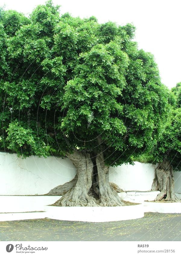 The green lung Tree Treetop Tree trunk Tree hollow Leaf Green White