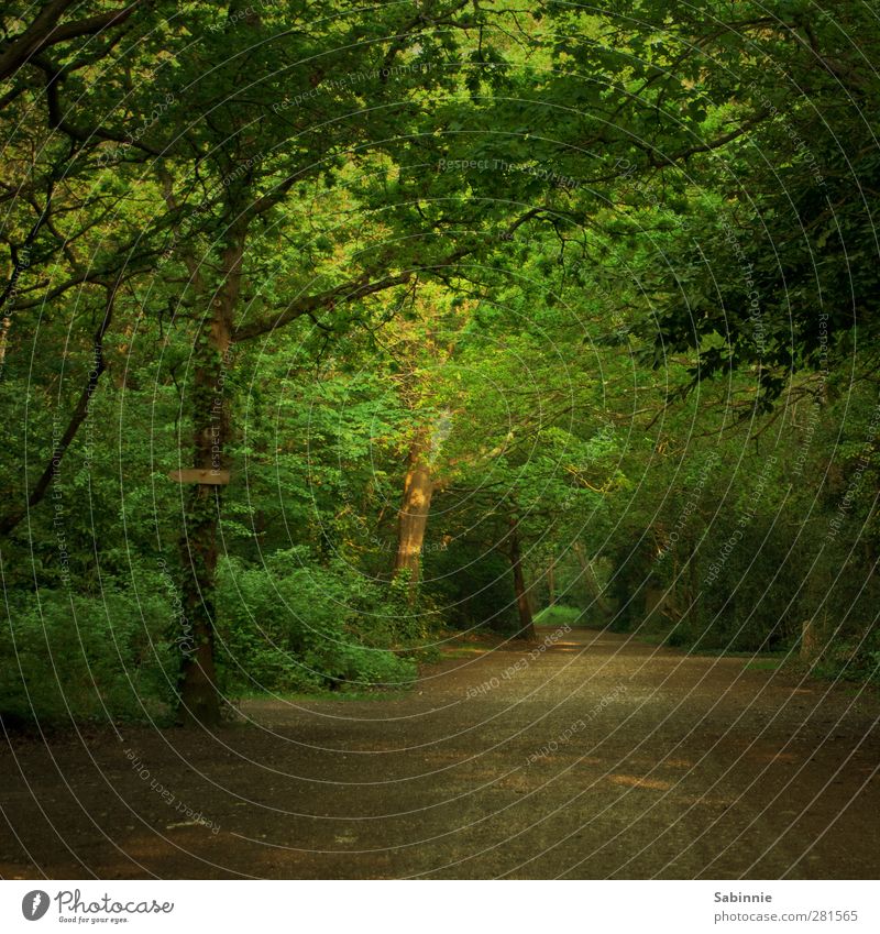 forest path Environment Nature Earth Beautiful weather Plant Tree Bushes Tree trunk Treetop Lanes & trails Gravel Wood Leaf Footpath Forest Relaxation Hiking