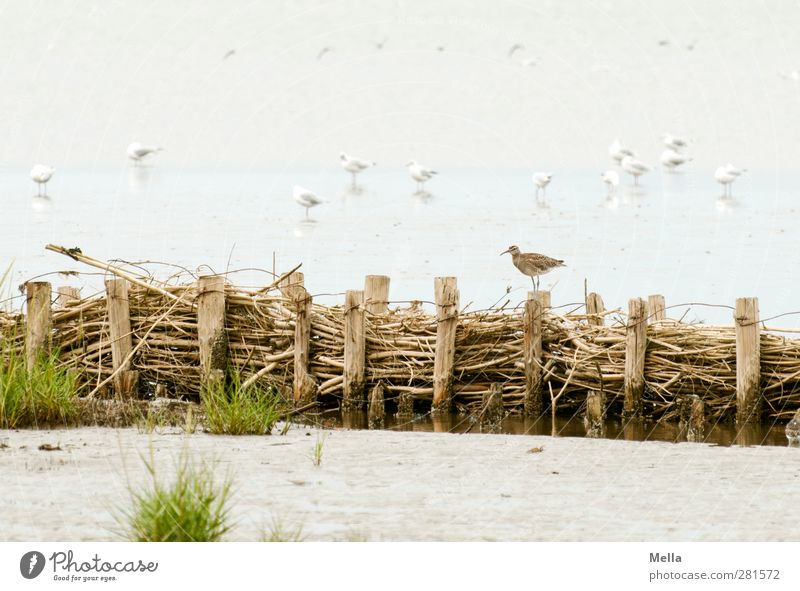 maverick Environment Nature Animal Sand Water Coast Beach North Sea Mud flats Bird Gull birds Auks Group of animals Stand Small Natural Wader Exceptional Wood