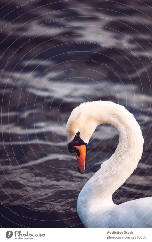 Swan on a lake Lake Bird White Water Nature wildlife Beautiful Animal Purity Park Peaceful England Vacation & Travel Tourism Exterior shot Great Britain