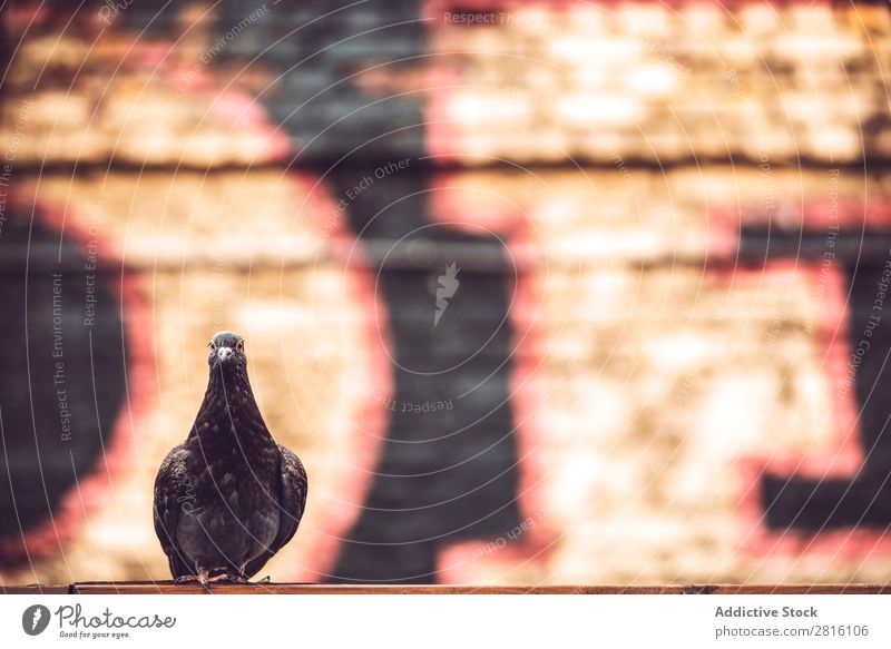 Pigeon against the wall Graffiti Wall (building) London graffiti wall Street Bird Deserted Brick City Spray Against Copy Space Town dove Art Sit Dirty Black