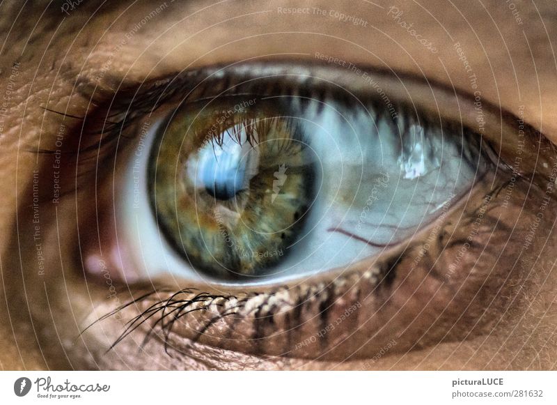 Looking ahead Eyes Emotions Anticipation Optimism Longing Colour photo Detail Macro (Extreme close-up) Day Contrast Shallow depth of field Looking away