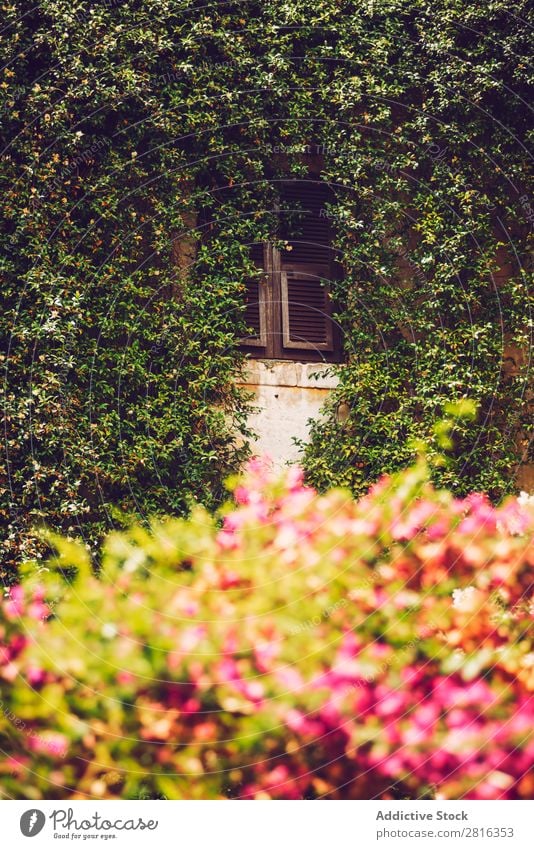 Detail of Rome city, Italy Street Close-up Old Vintage European Exterior shot Ancient Italian Vacation & Travel Town Landmark Roman Building Tourist Design