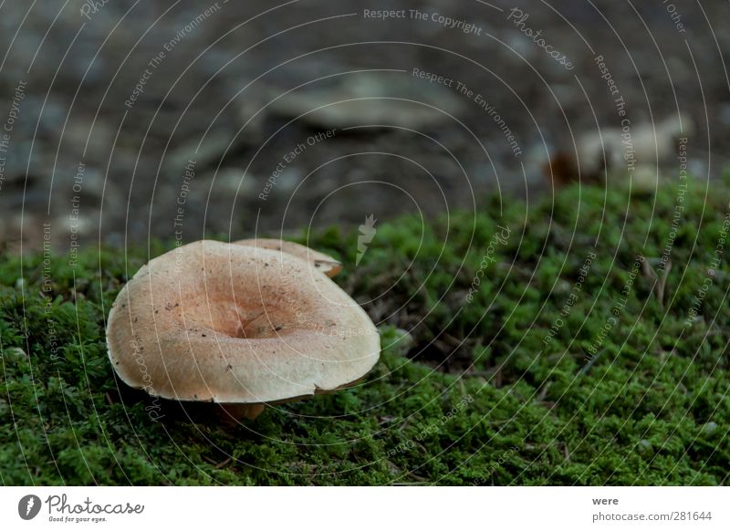 mushroom season Food Vegetarian diet Nature Autumn Moss Wild plant Forest Green Mushroom Colour photo Close-up Copy Space right Shadow