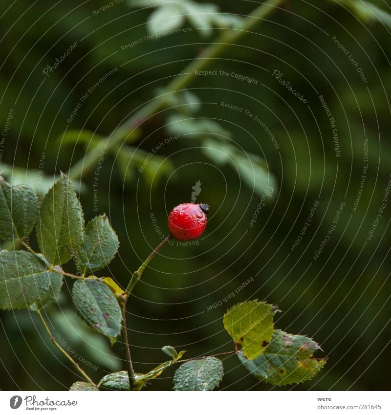 rose hip Food Fruit Herbs and spices Vegetarian diet Tea Nature Drops of water Rose Leaf Forest Deserted Wet Thorn Rain Colour photo Subdued colour