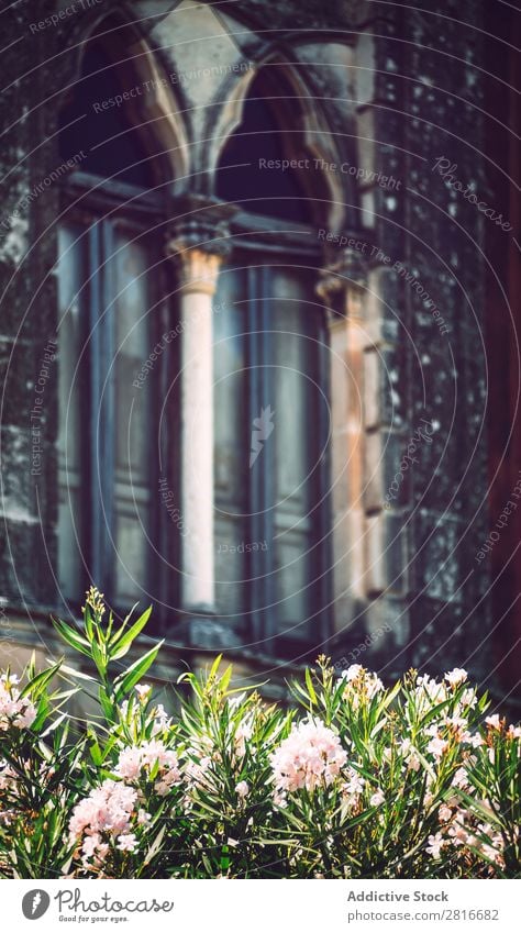 Detail view of typical urban sicilian decoration in Sicily, Italy. Texture background Architecture Europe House (Residential Structure) Mediterranean Art Street