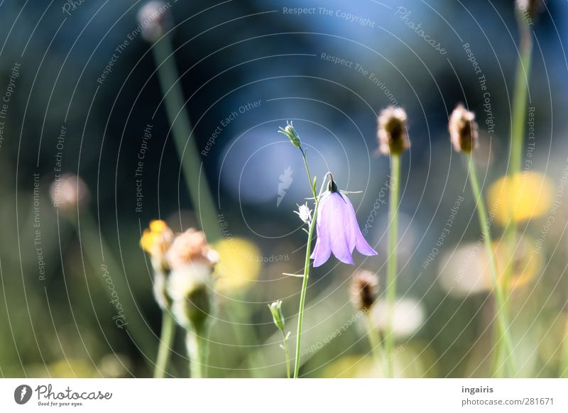 On the other hand. Nature Plant Flower Grass Blossom Meadow Blossoming Growth Bright Blue Yellow Green Violet Black Moody Compassion Grief Colour photo