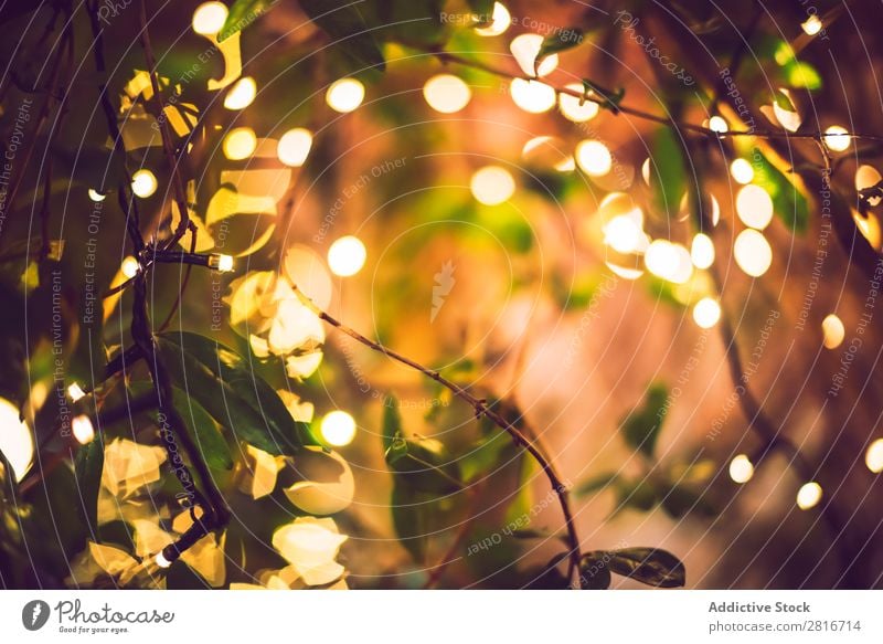 decoration light christmas celebration hanging on tree, abstract image blurred defocused background Light Garden Night Terrace Exterior shot Decoration