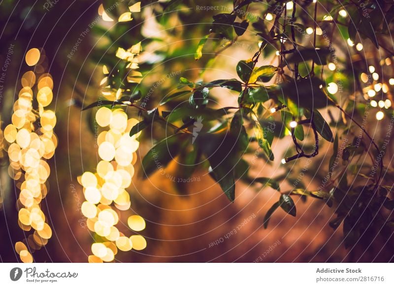 decoration light christmas celebration hanging on tree, abstract image blurred defocused background Light Garden Night Terrace Exterior shot Decoration