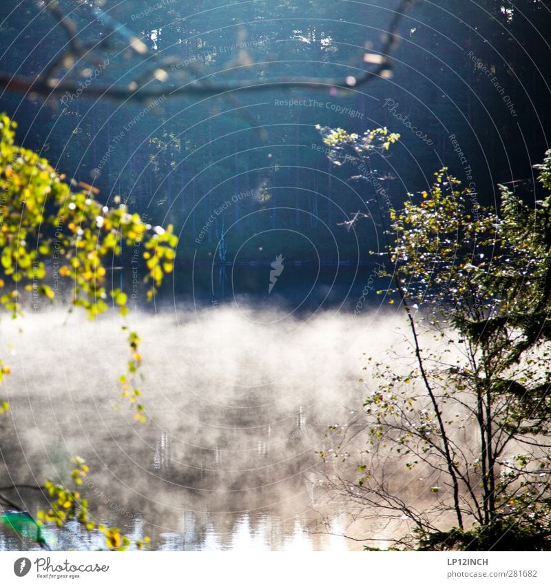 Dreaming in Swedish Fishing (Angle) Summer Summer vacation Nature Landscape Animal Water Sunlight Beautiful weather Forest Lakeside River bank Sweden