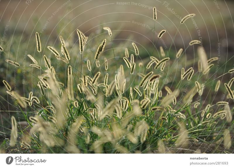 pipe cleaners Calm Nature Plant Earth Sunlight Summer Beautiful weather Grass Foliage plant Wild plant Meadow Blossoming Fragrance Illuminate Growth Esthetic