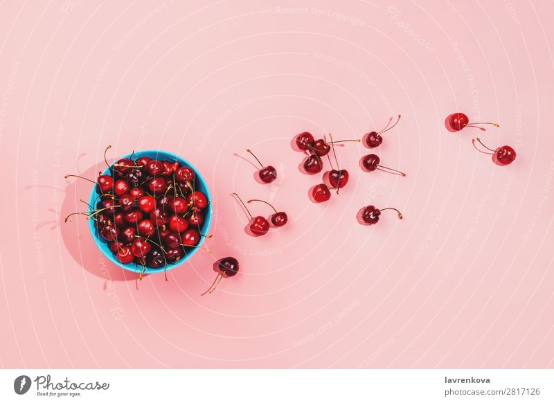 Blue bowl full of fresh organic cherries on pink background Berries Cherry Colour Conceptual design Delicious Dessert Diet Woman Food Fresh Fruit Harvest