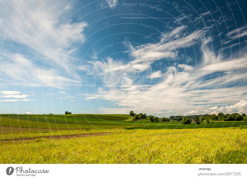 Kaiserstuhl Environment Nature Landscape Sky Clouds Summer Beautiful weather Tree Meadow Relaxation Yellow Green Trip Tourism Colour photo Exterior shot