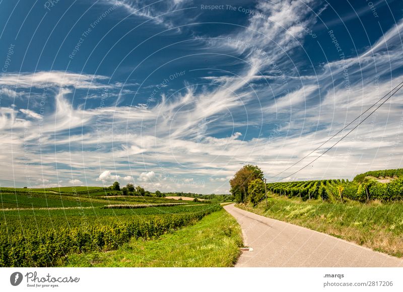 Kaiserstuhl Tourism Trip Summer Nature Landscape Sky Clouds Beautiful weather Tree Field Vine Lanes & trails Target Future Colour photo Exterior shot Deserted