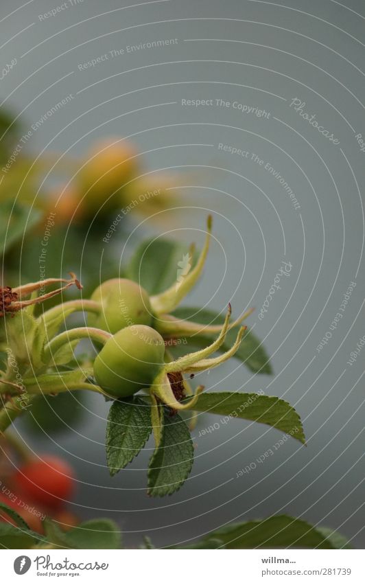 Still unripe rose hips Rose hip Immature Green Red Plant Bushes Dark Gray Fruit Hang Sadness In pairs Loneliness Humble Bend Grief Neutral Background Evening