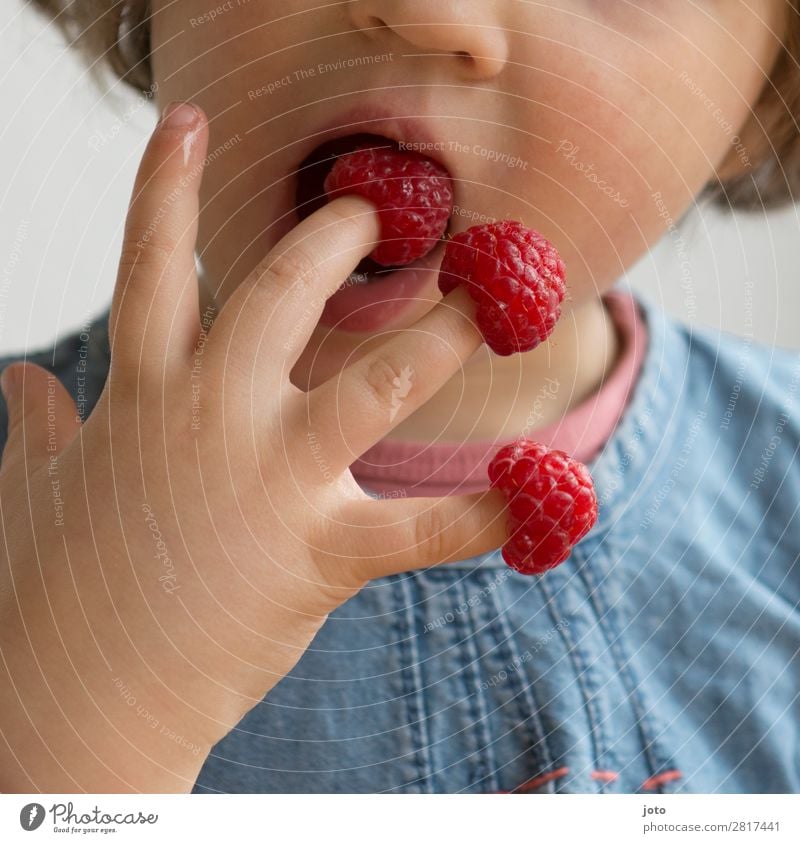 Child nibbles raspberries from his own fingers Food Fruit Candy Eating Finger food Healthy Healthy Eating Contentment Vacation & Travel Summer Infancy Hand