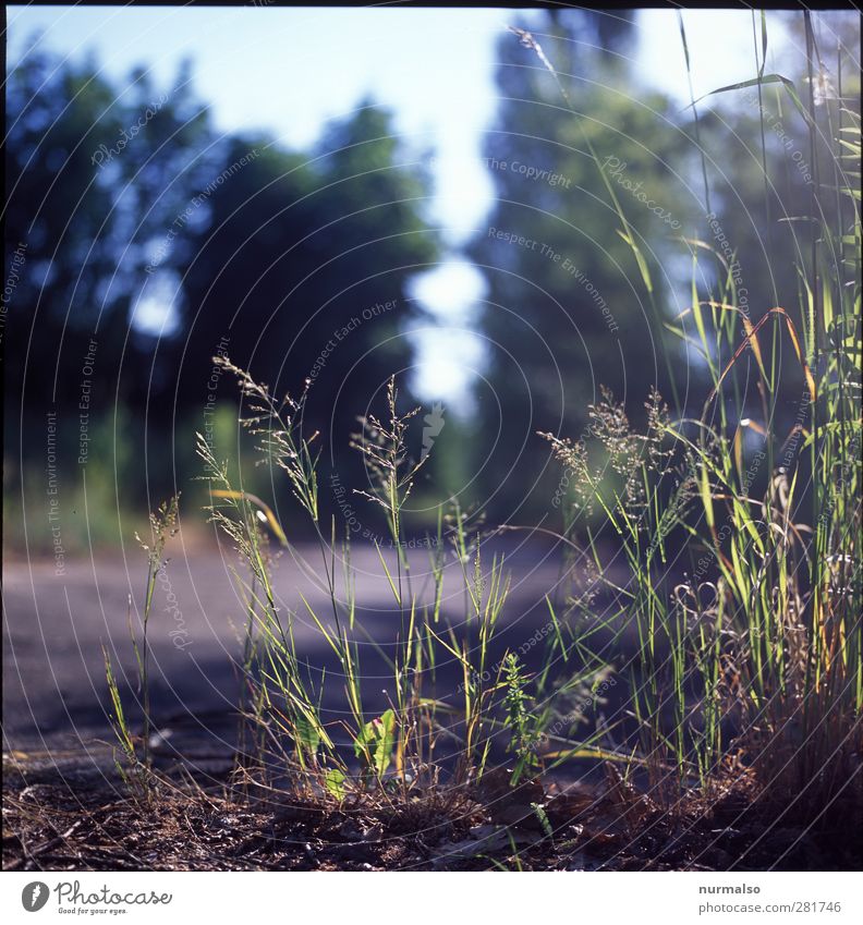 subtle silence Garden Art Nature Plant Animal Summer Beautiful weather Wild plant Meadow Discover Relaxation Glittering Growth Sustainability Natural Moody