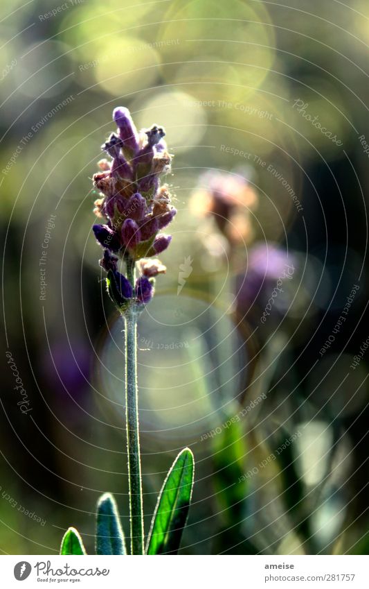 lavender Plant Sunlight Summer Flower Leaf Blossom Wild plant Natural Green Violet Spring fever Lavender moth poison Exterior shot Close-up Light Sunbeam