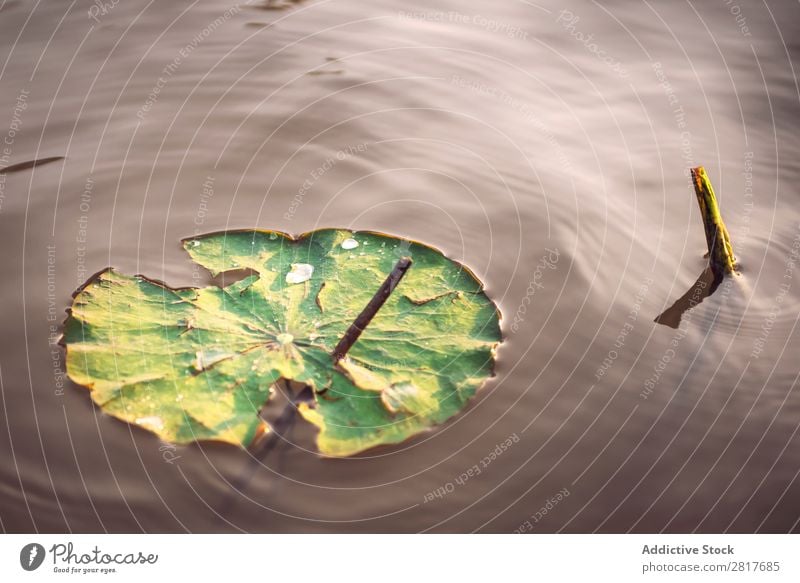 The details of huge lotus leafs over water Leaf Lotus Water Pond Exterior shot Close-up Thailand Blooming Natural Plate Park Tropical Green Floral Flower