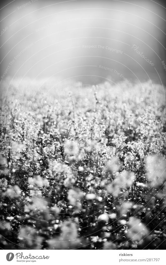 dream and lose yourself a little bit Environment Nature Landscape Sunrise Sunset Sunlight Autumn Fog Plant Canola Canola field Field Power Calm Idyll Dream