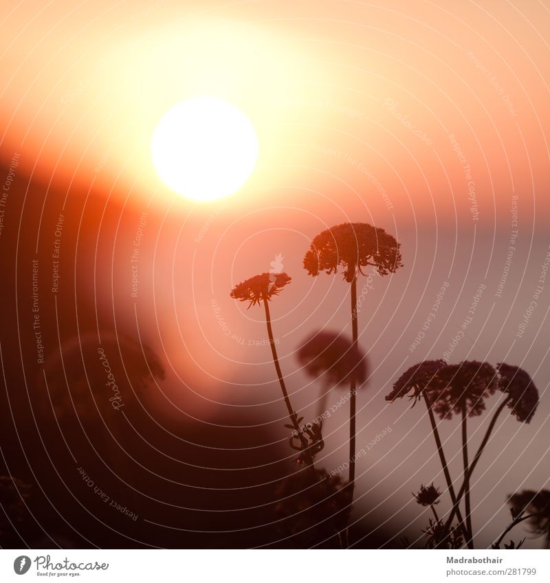 Sunrise at the sea Nature Landscape Sky Sunset Sunlight Summer Plant Blossom Wild plant hogweed Apiaceae Coast Ocean Moody Warm-heartedness Serene Calm Horizon