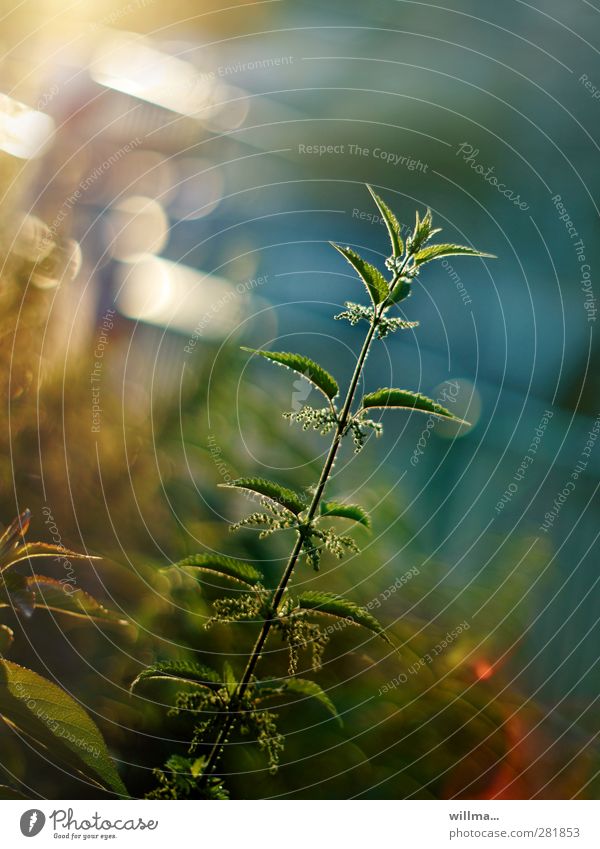 Precious beauty Stinging nettle Nature Medicinal plant Plant Summer pretty Useful Endurance Modest healing effect Urtica dioica Healthy Twilight Back-light