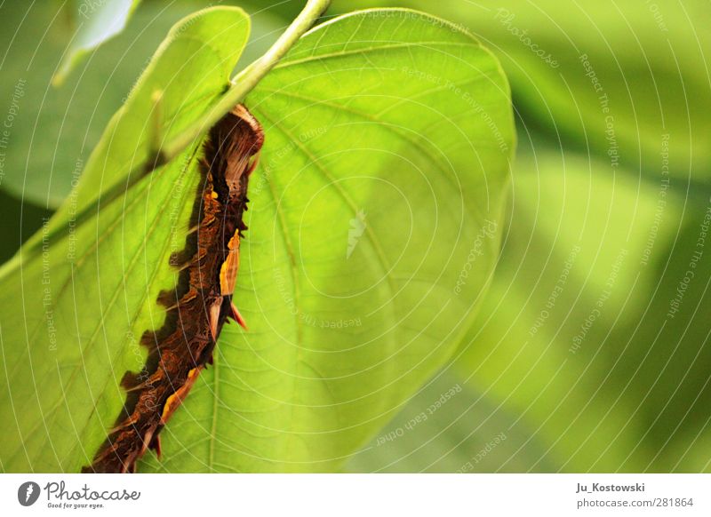 Camouflage failed Animal Exotic Virgin forest Butterfly 1 Discover To feed Fresh Thorny Brown Green Life Bizarre Uniqueness Experience Inspiration