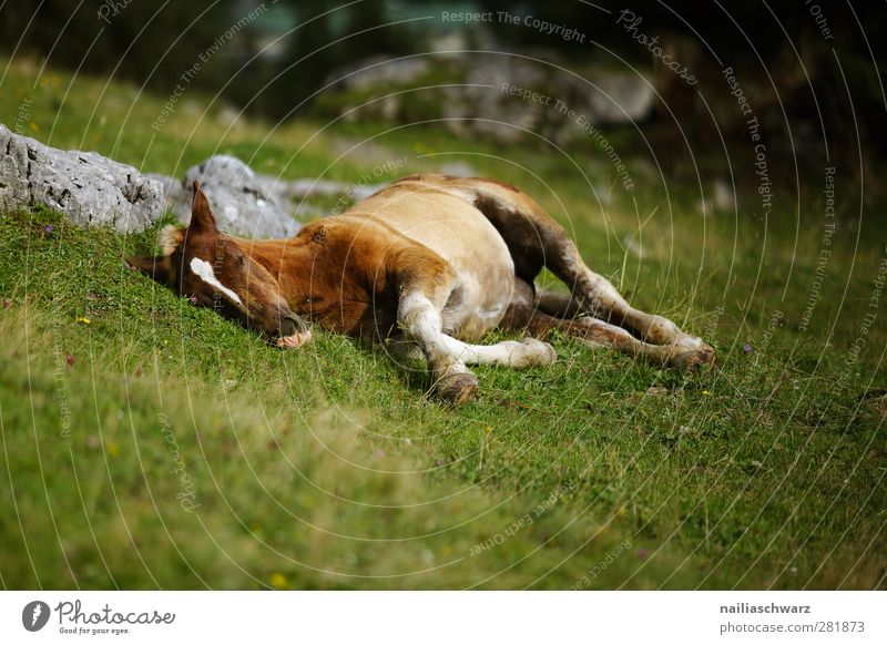 Stress-free Nature Animal Grass Meadow Alps Mountain Farm animal Horse Foal Alpine pasture Mountain meadow 1 Baby animal Relaxation Lie Sleep Esthetic Simple