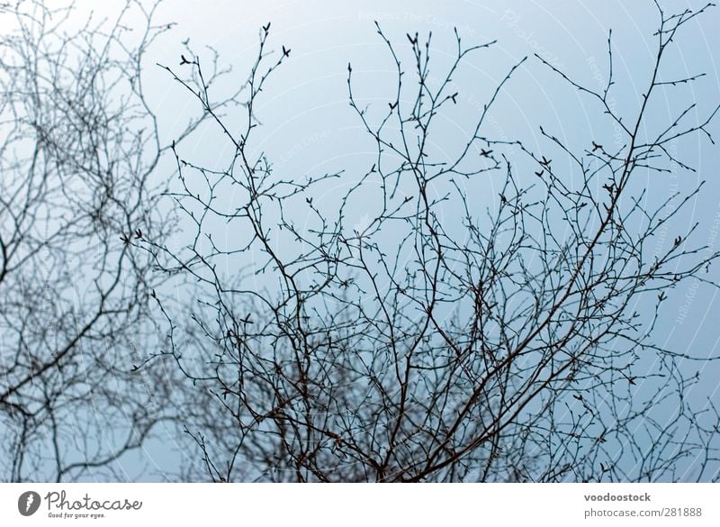 Spring Buds Abstract Environment Nature Plant Sky Cloudless sky Tree New Growth shape background branches Twig narrow depth of field budding Fresh Colour photo