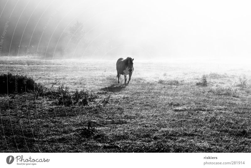 appear Nature Landscape Sun Sunrise Sunset Sunlight Autumn Weather Fog Meadow Animal Farm animal Horse Pony 1 Going Looking Free Bright Moody Power Willpower