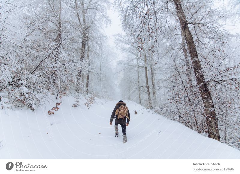 Tourist with backpack in snowy forest Nature Forest Winter Snow traveller Backpack Walking Street Cold Landscape White Frost Tree Seasons Scene Beautiful